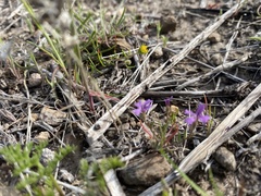 Sibaropsis hammittii