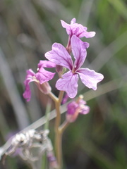 Sibaropsis hammittii