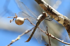 Epitheca petechialis