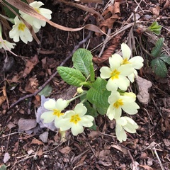 Primula vulgaris