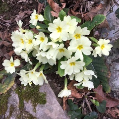 Primula vulgaris