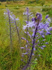Scilla hyacinthoides