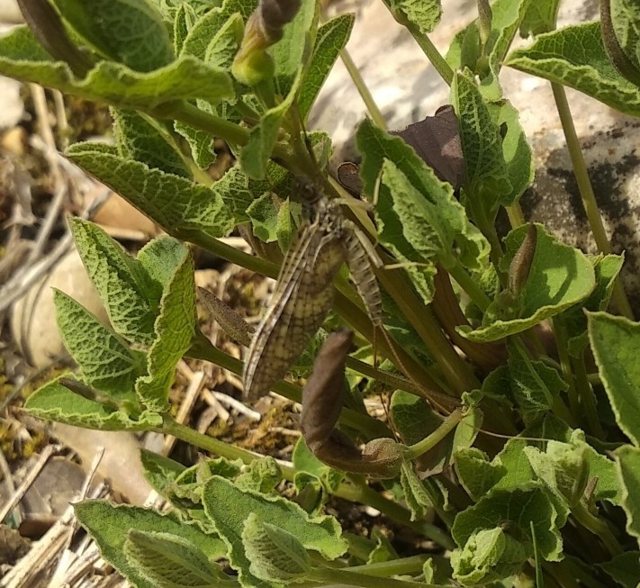 Ecdyonurus codinai