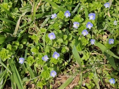 Veronica persica