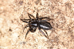 Zelotinae