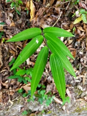 Polygonatum arisanense