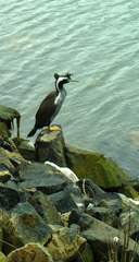 Phalacrocorax punctatus punctatus