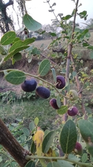 Phyllanthus reticulatus reticulatus