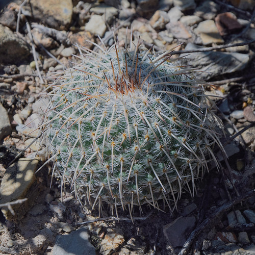 Mammillaria parkinsonii