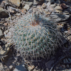 Mammillaria parkinsonii