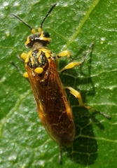 Tenthredo xanthopus