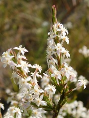 Struthiola myrsinites