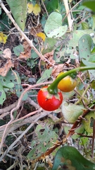Solanum trilobatum