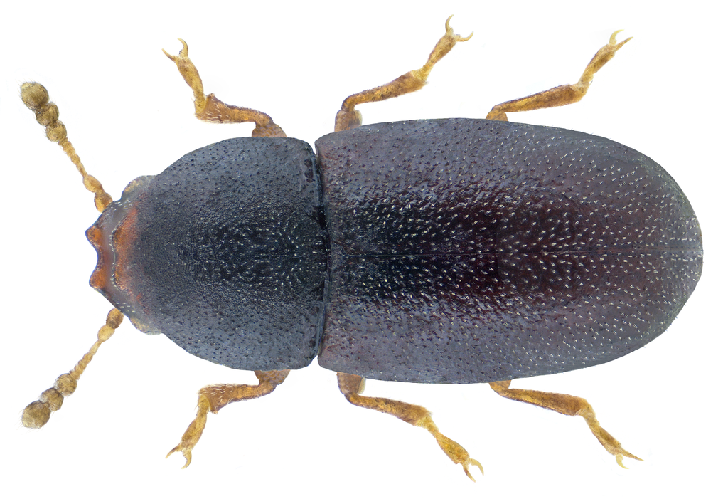 Strigocis bicornis