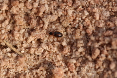 Acupalpus flavicollis