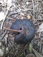 Enterolobium timbouva