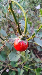 Solanum trilobatum