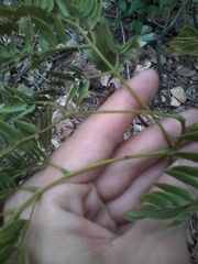 Enterolobium timbouva