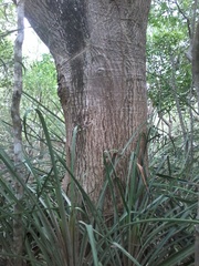 Enterolobium timbouva