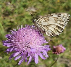 Melanargia galathea