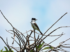 Xenopsaris albinucha