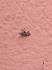 Musca domestica