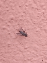 Musca domestica