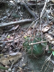 Melocactus violaceus violaceus