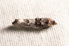 Phaneta pauperana