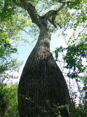 Ceiba chodatii