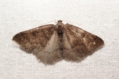 Aleucis distinctata