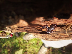 Euscorpius mingrelicus