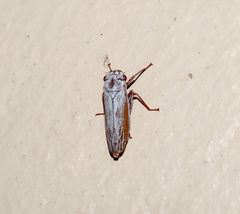 Tretogonia