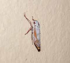 Tretogonia
