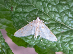 Neurophyseta