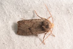 Conistra staudingeri