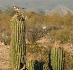 Trichocereus terscheckii