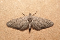 Eupithecia unedonata