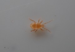 Parasitiformes