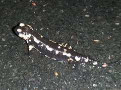 Salamandra salamandra