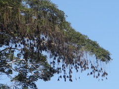 Parkia pendula
