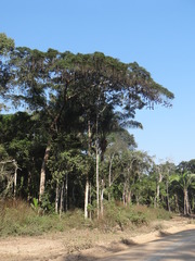 Parkia pendula