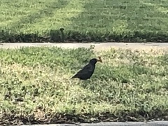 Sturnus vulgaris