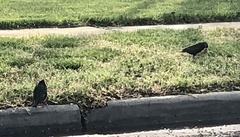 Sturnus vulgaris