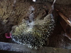 Coendou longicaudatus