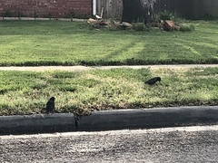 Sturnus vulgaris