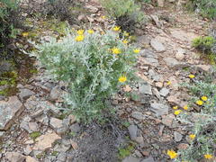 Berkheya fruticosa