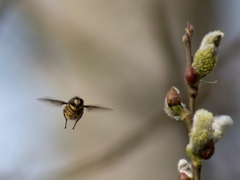 Criorhina nigripes