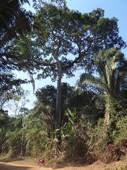 Bertholletia excelsa