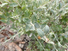 Berkheya fruticosa